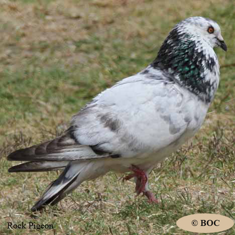 Birds of North America