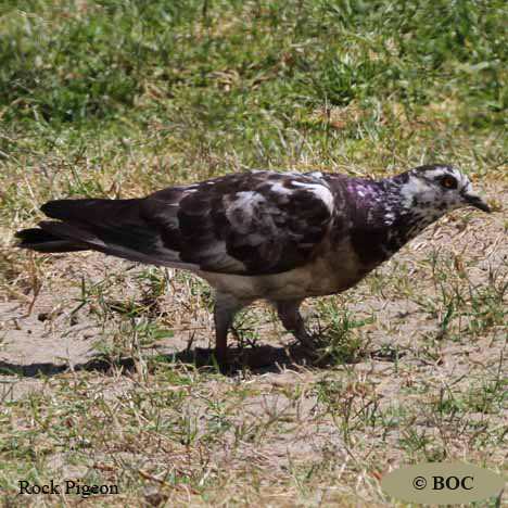 Birds of North America