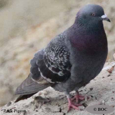 Birds of North America