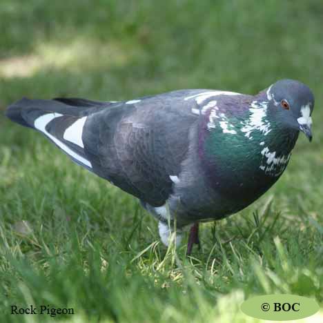 Birds of North America