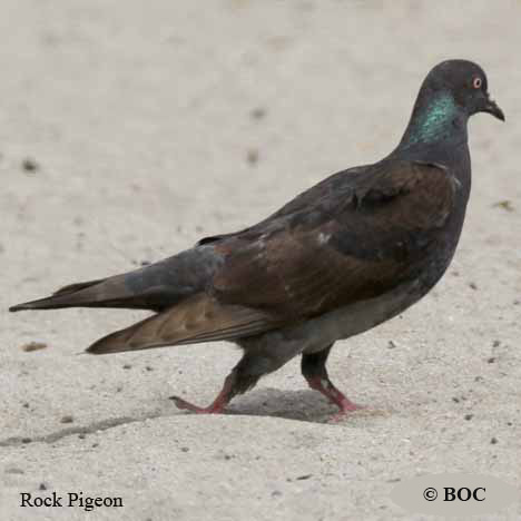 Birds of North America