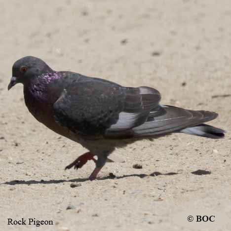 Birds of North America