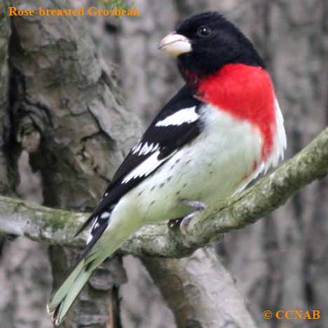 Birds of North America