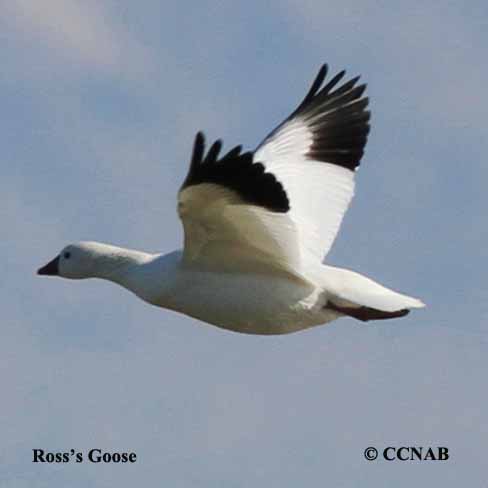 Birds of North America