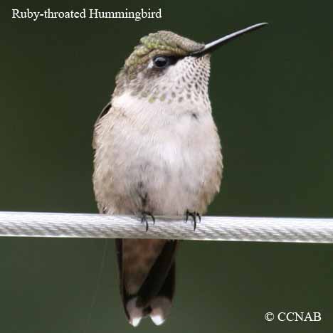 Birds of North America
