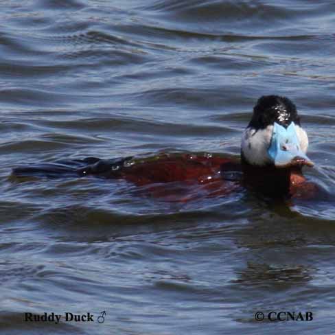 Birds of North America
