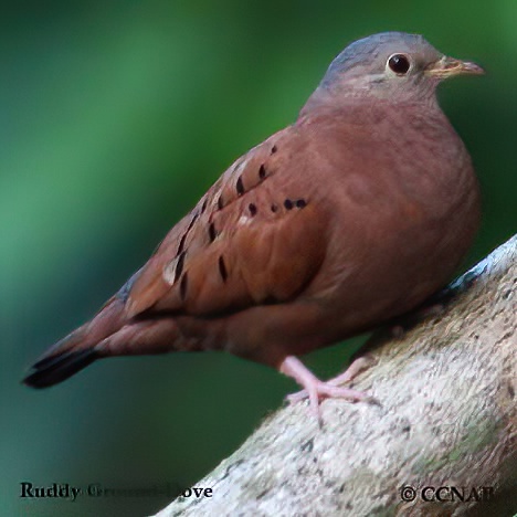 Birds of North America
