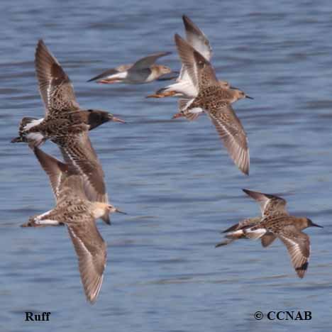 Birds of North America