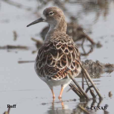 Birds of North America