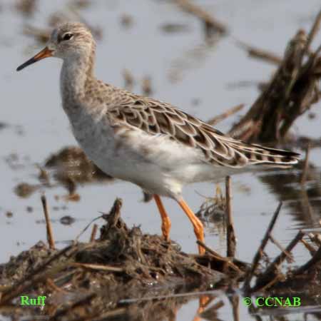 Birds of North America