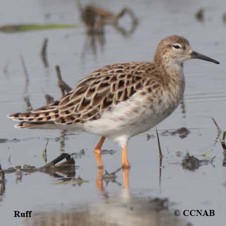 Birds of North America
