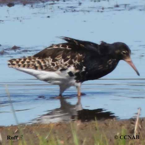 Birds of North America