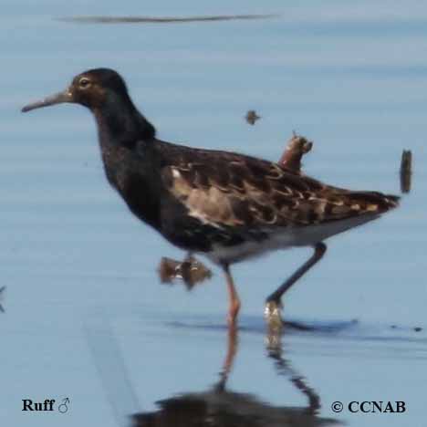 Birds of North America