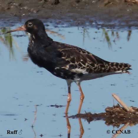 Birds of North America