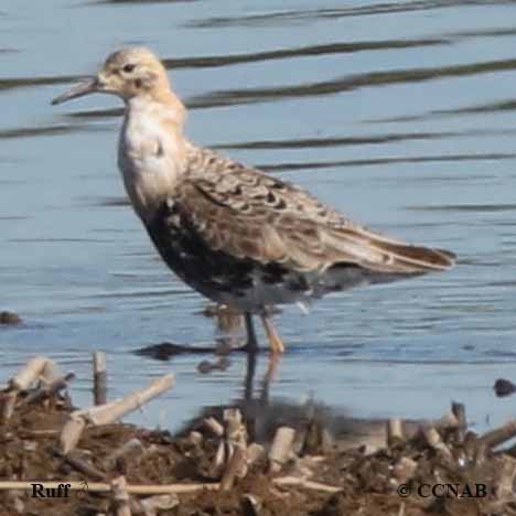Birds of North America
