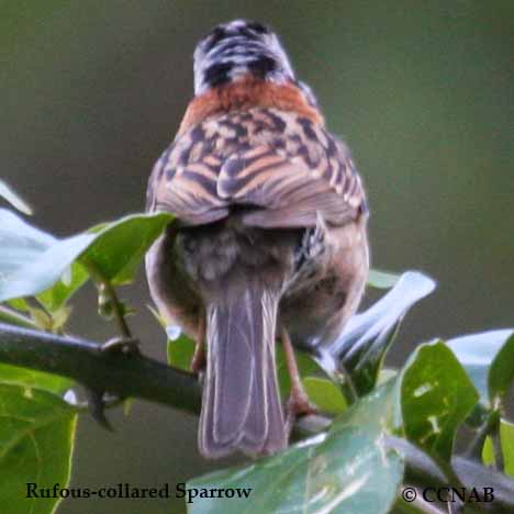 Birds of North America