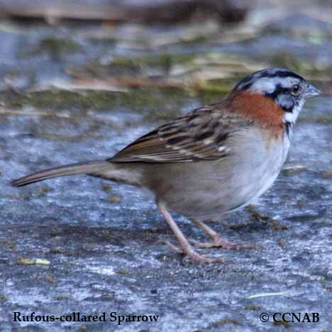 Birds of North America