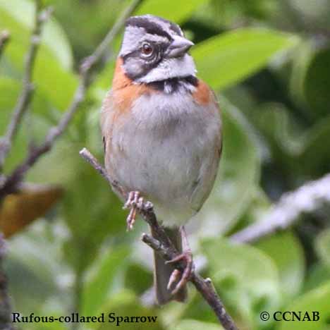 Birds of North America