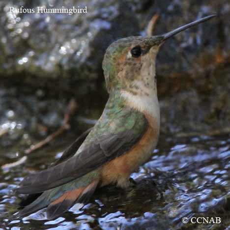 Birds of North America