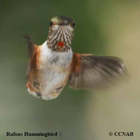 Birds of North America