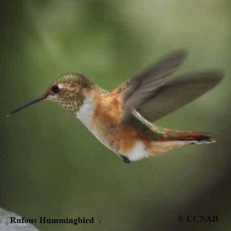 Birds of North America