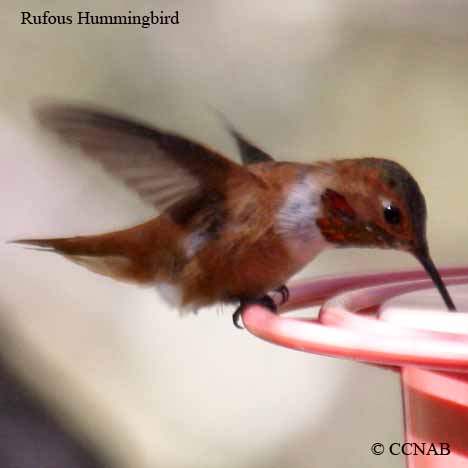 Birds of North America
