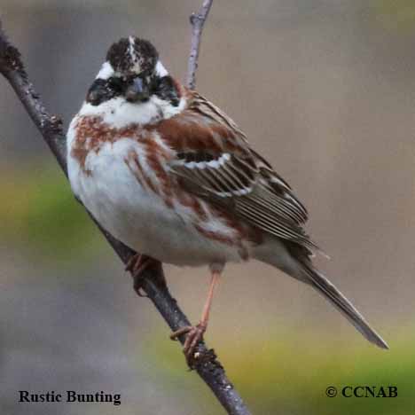 Rustic Bunting (Emberiza rustica)