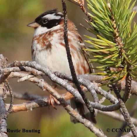 Rustic Bunting (Emberiza rustica)