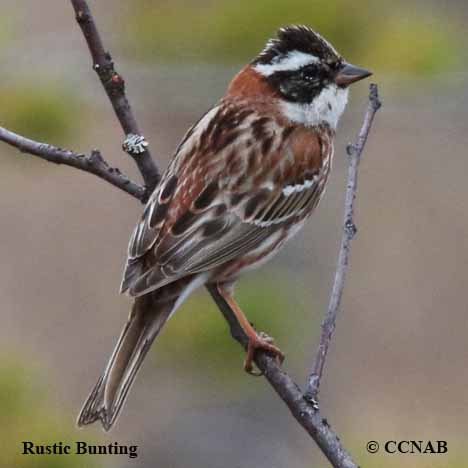 Rustic Bunting (Emberiza rustica)