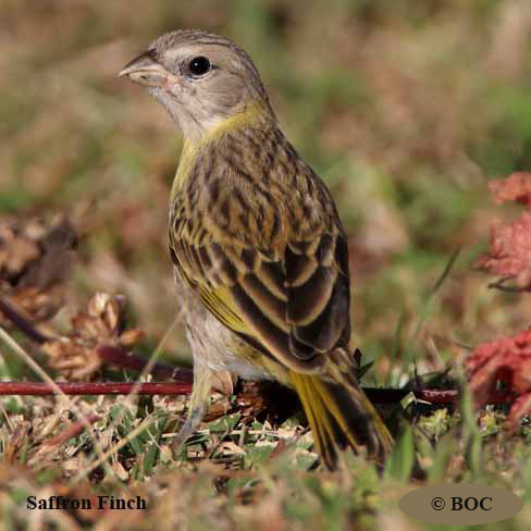 Saffron Finch