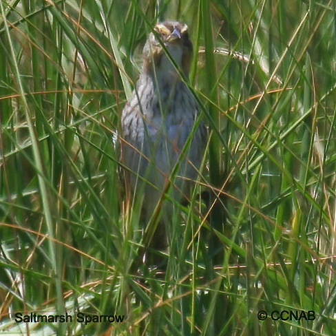 Birds of North America