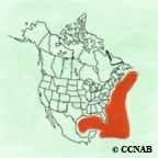 Sargasso Shearwater range map