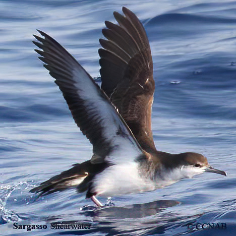 Birds of North America