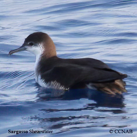 Sargasso Shearwater
