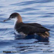 Sargasso Shearwater