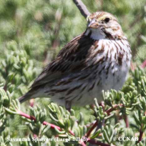Birds of North America