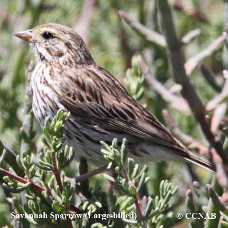 Sage Thrasher