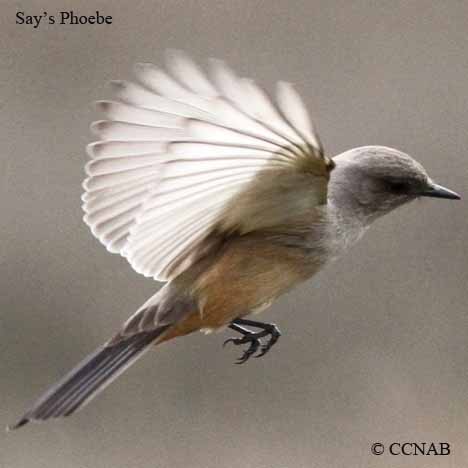 Birds of North America