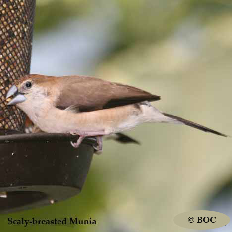 Birds of North America