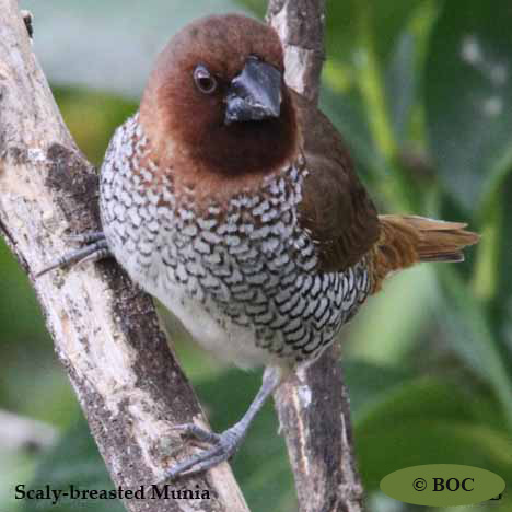 Birds of North America
