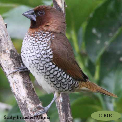 Birds of North America