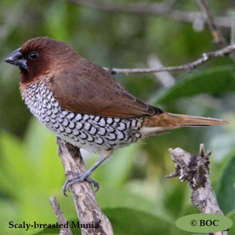 Birds of North America