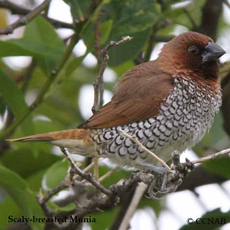Birds of North America