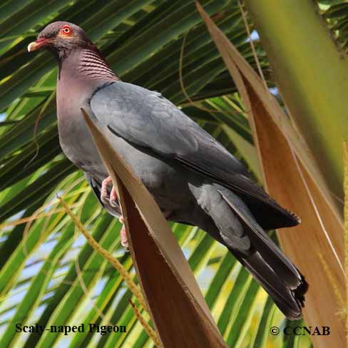 Birds of North America