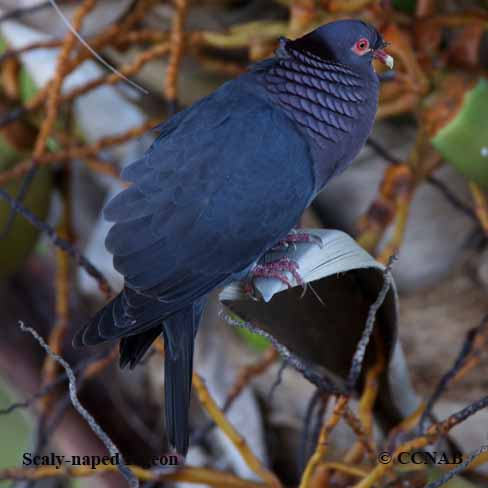 Birds of North America