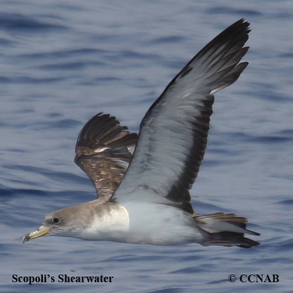 Birds of North America