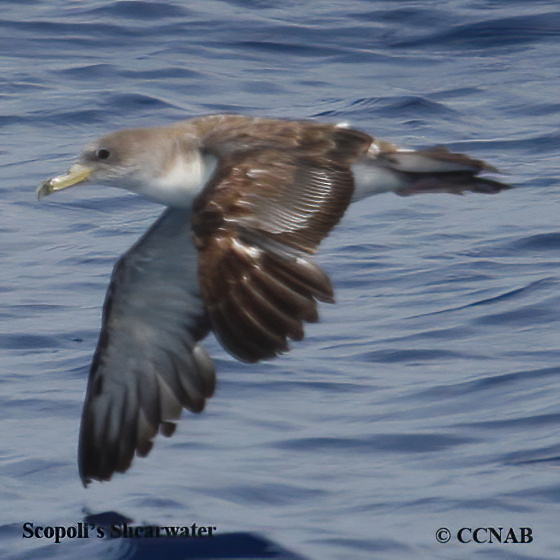 Birds of North America
