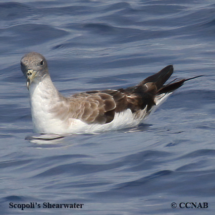 Birds of North America