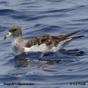 Scopoli's Shearwater