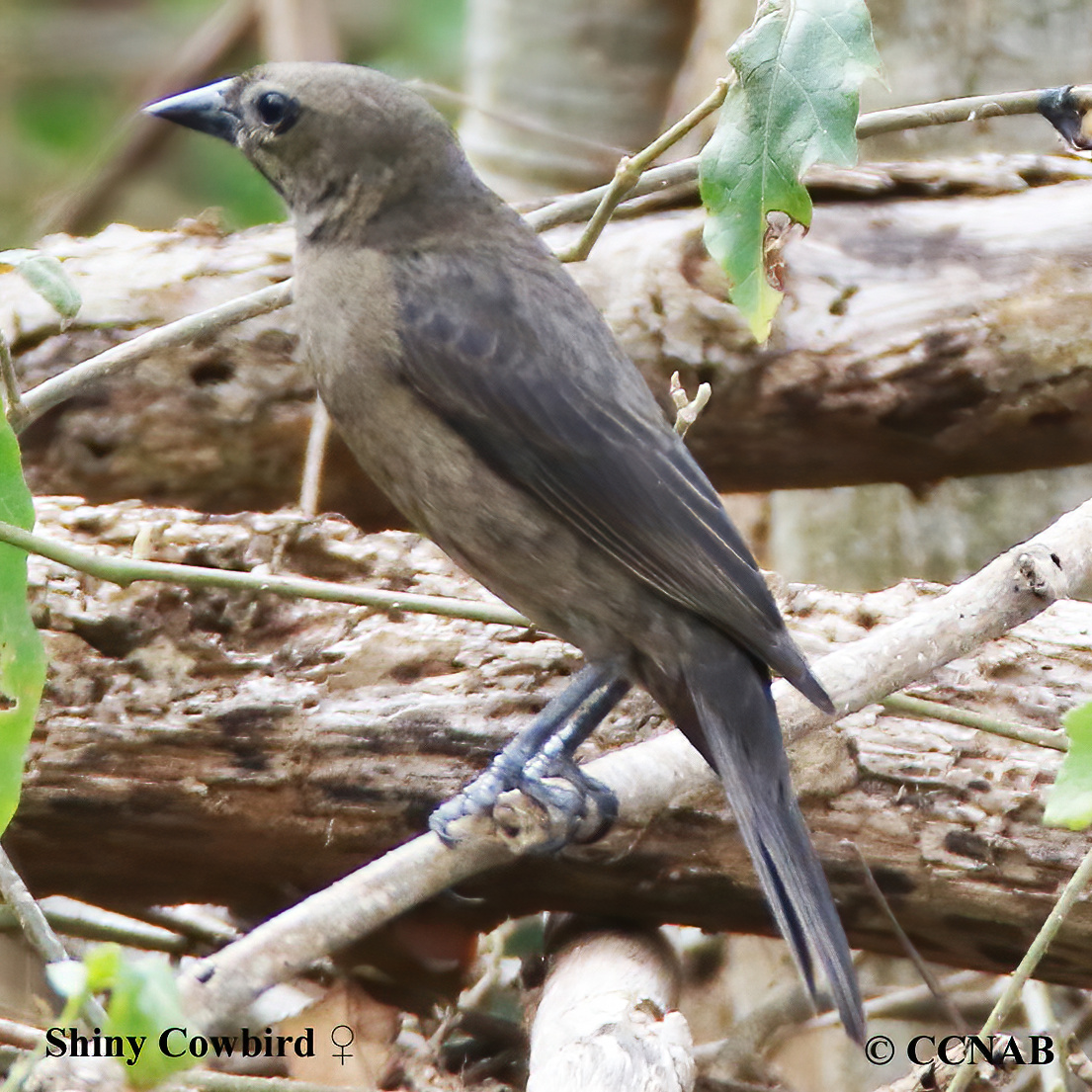 Birds of North America